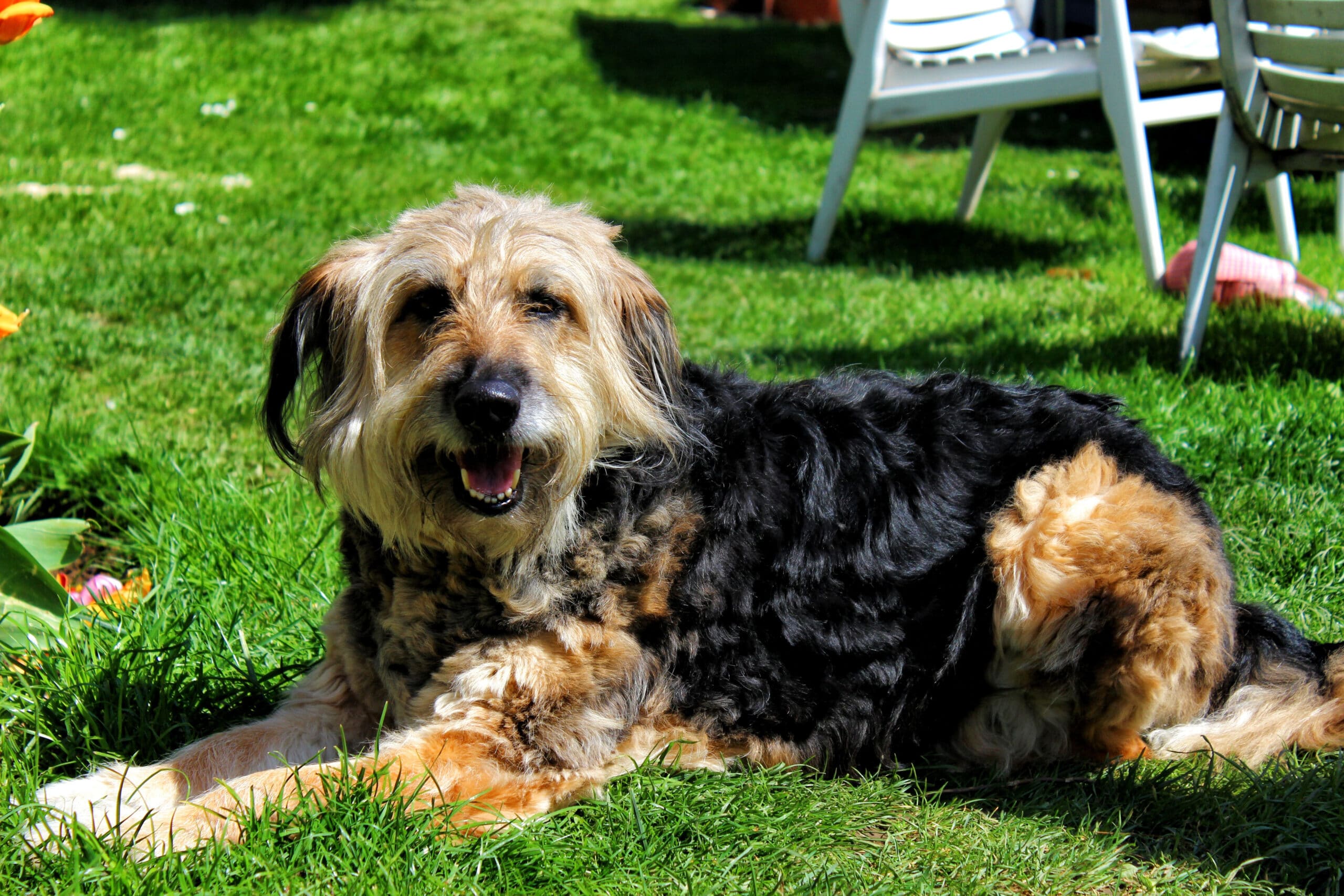 L'Otterhound conta solo circa 600 esemplari in tutto il mondo.
