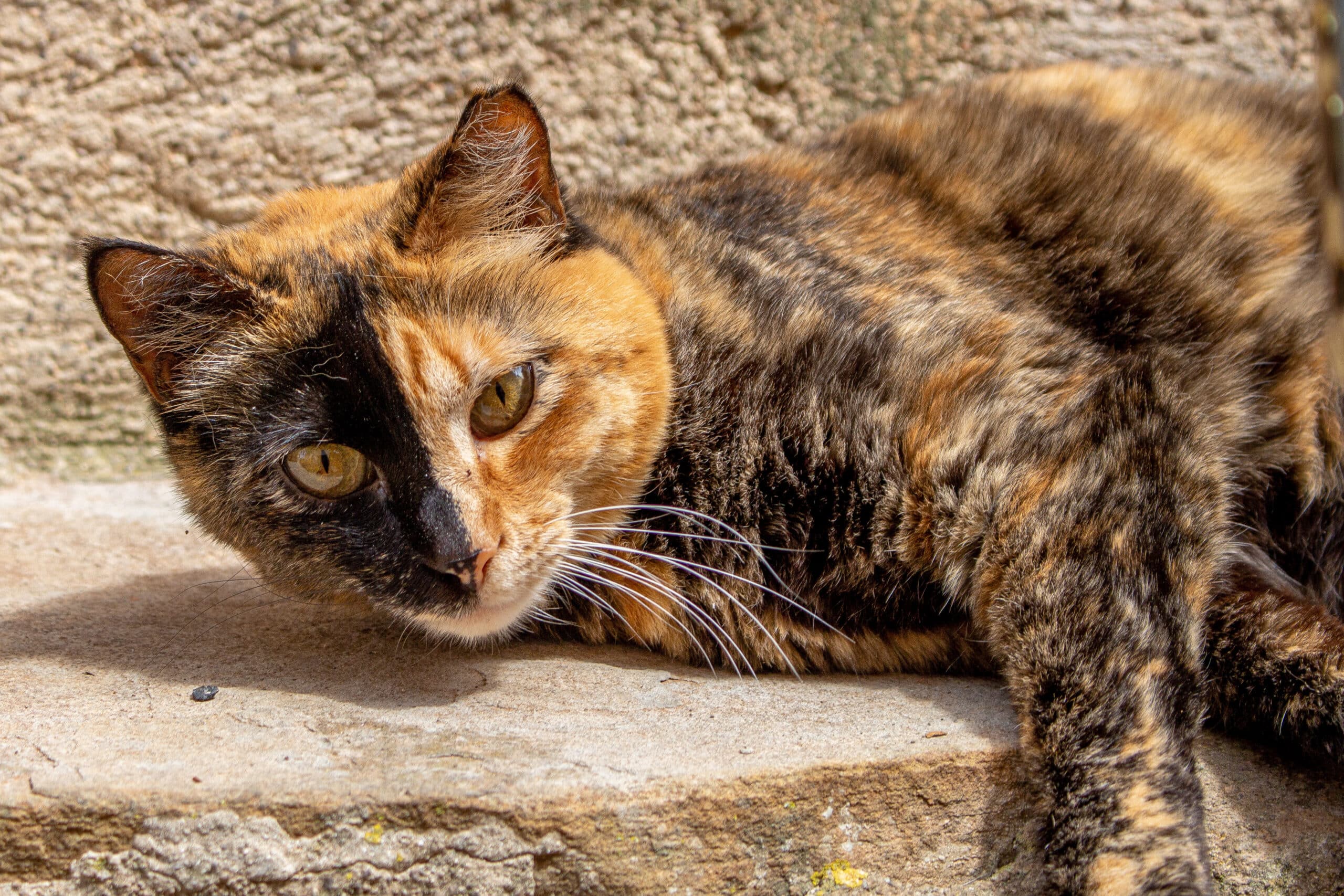 Le caratteristiche del gatto tartarugato