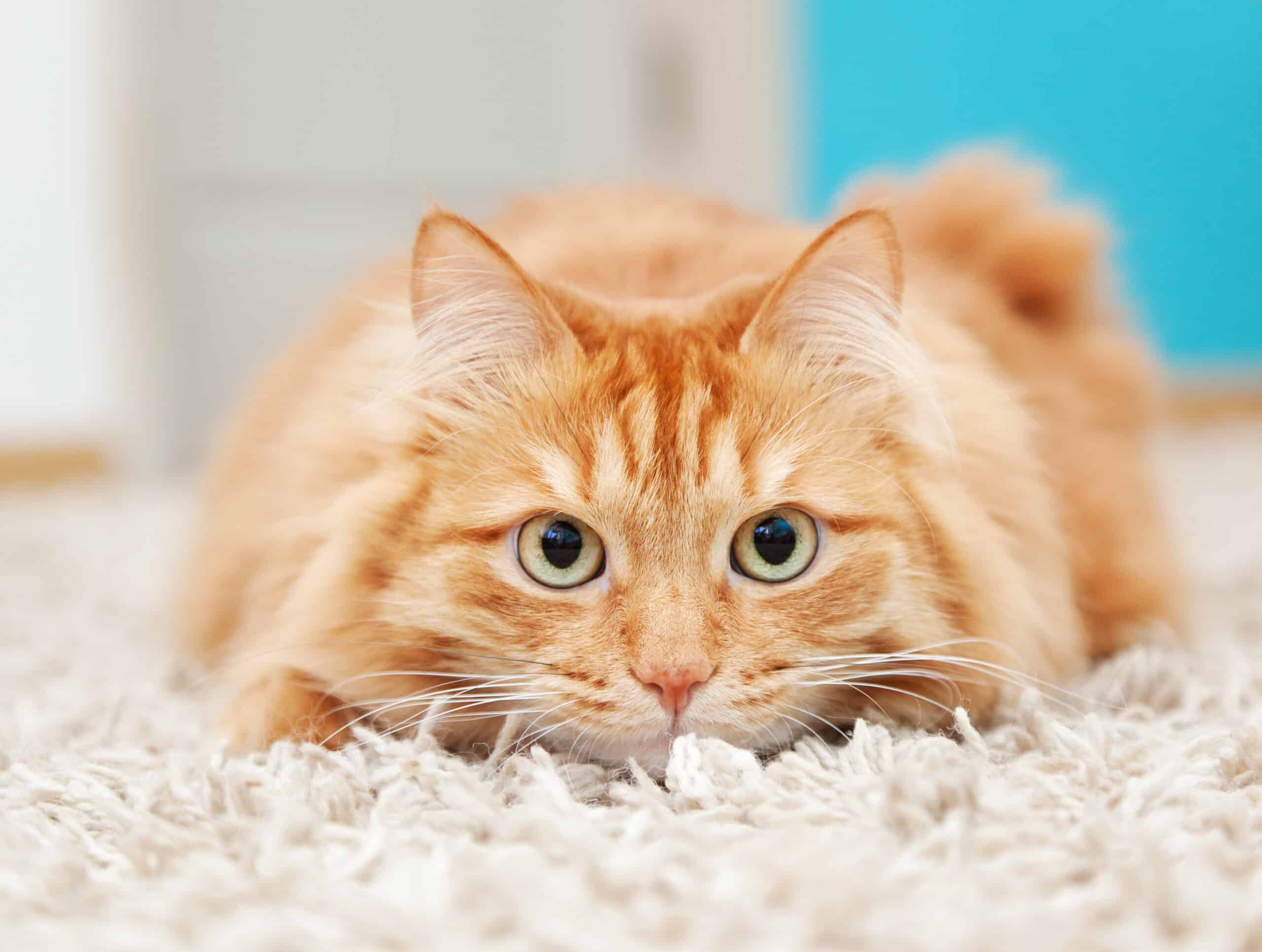 Gatti arancioni: storia di geni, cromosomi e DNA