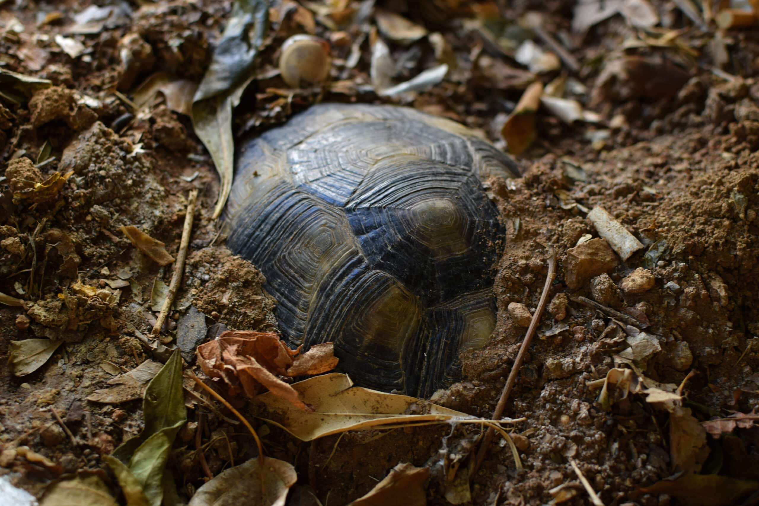 tartaruga in letargo