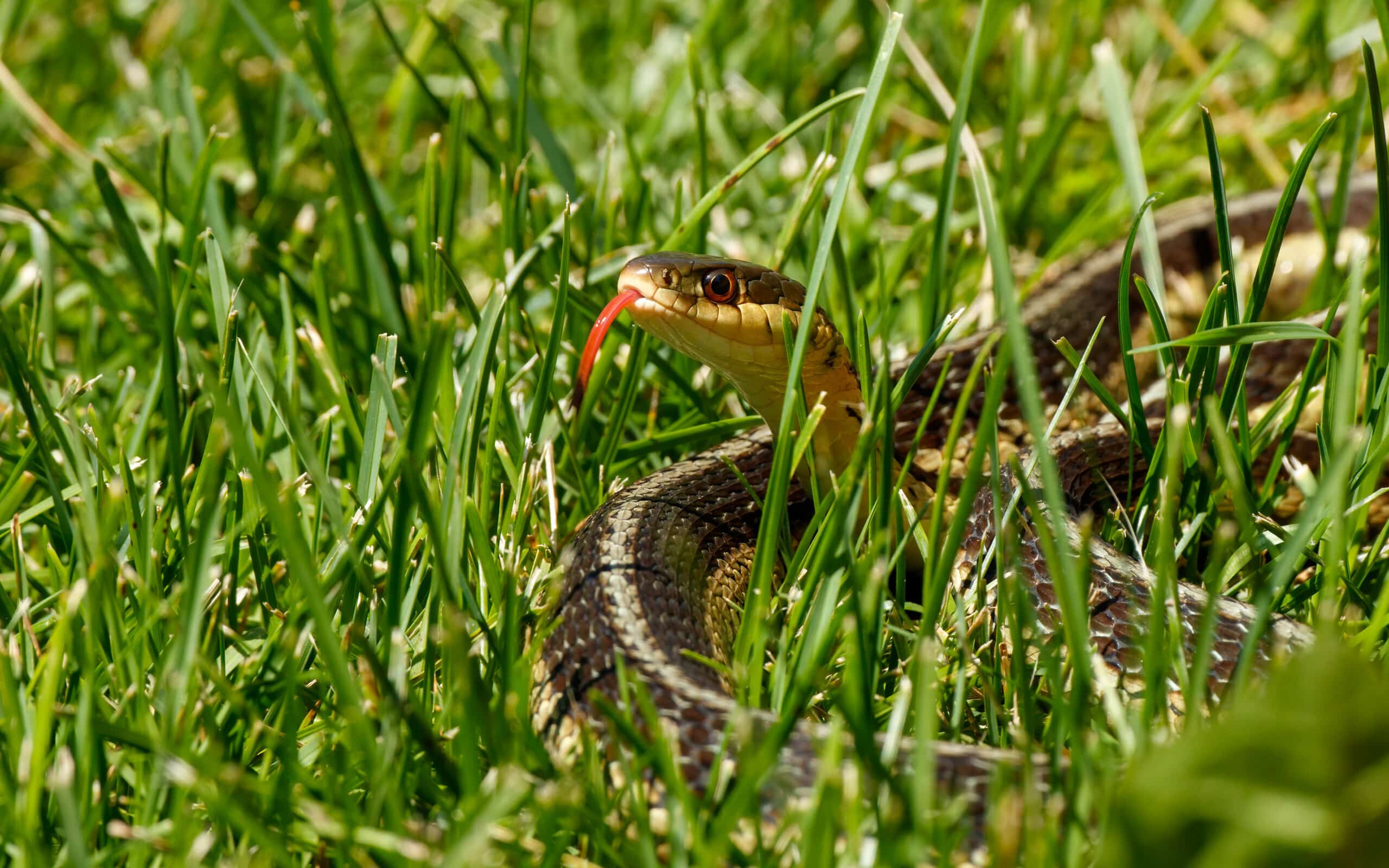 le piante che attirano i serpenti nel giardino