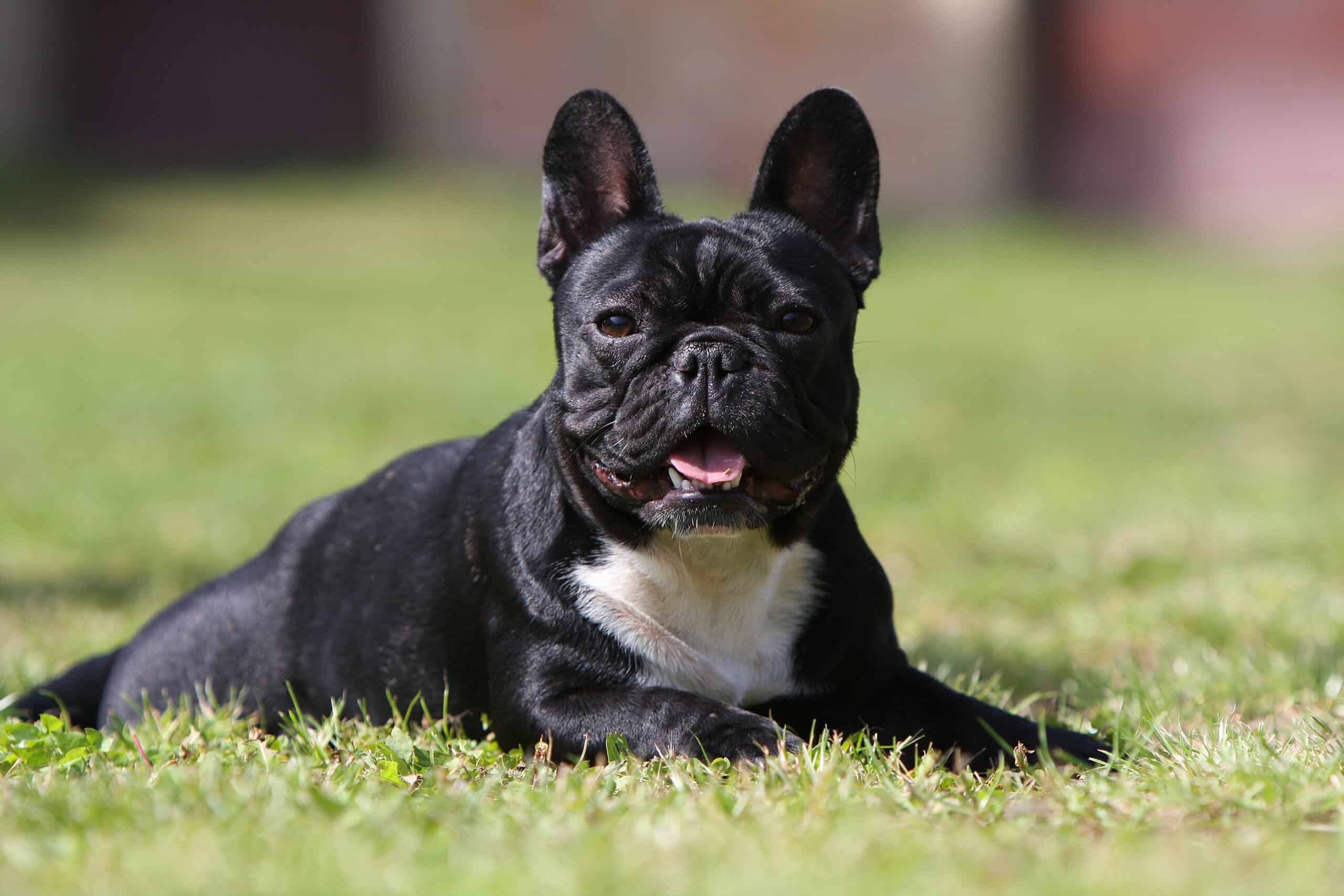 Il bulldog francese continua a dominare negli USA